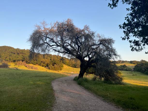 istock Taylor Mountain Regional Park, Sonoma County, California 2197274021