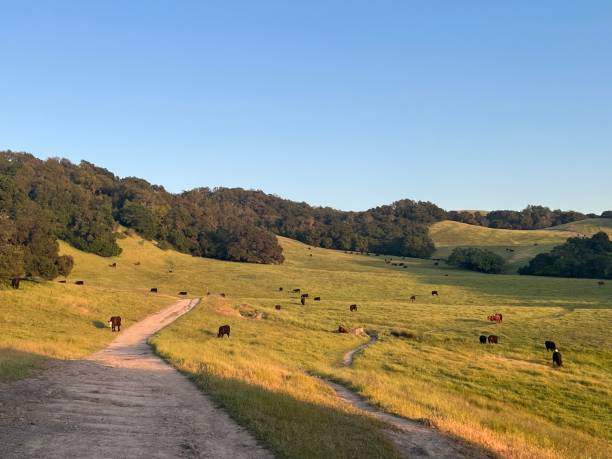 istock Taylor Mountain Regional Park, Sonoma County, California 2197274032