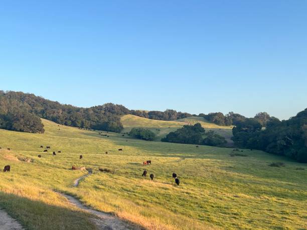 istock Taylor Mountain Regional Park, Sonoma County, California 2197274034