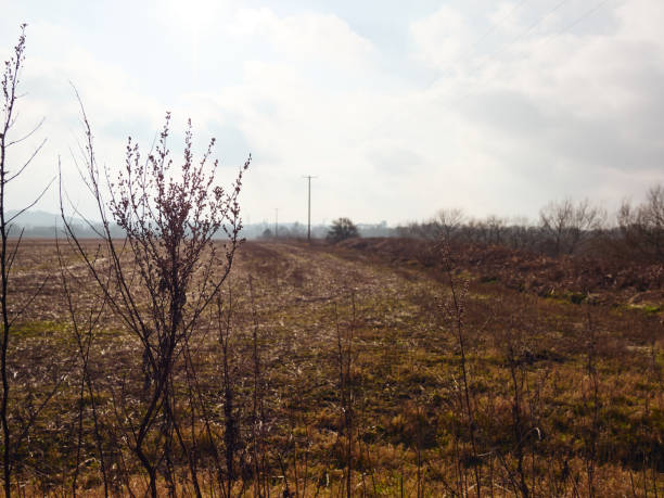 Quiet rural winter landscape under a cloudy sky with gentle sunlight.
