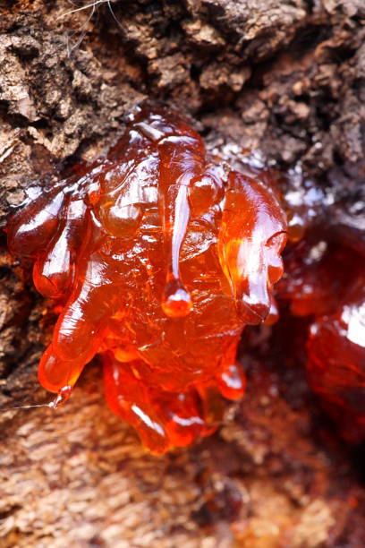 istock Amber gummosis on the bark of a cherry tree 2197275601