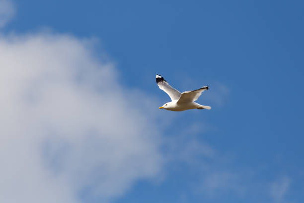 istock Seagull in the sky 2197276075