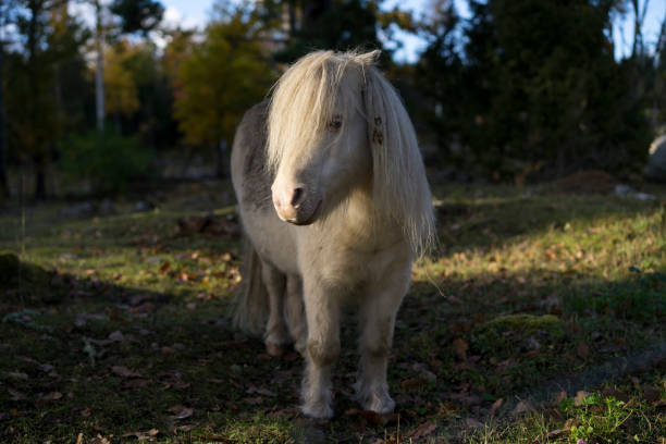 istock Small pony horse outdoors in Sweden 2197276810