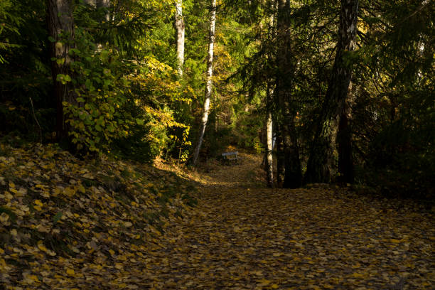 Swedish nature and landscape at autumn. Beautiful forest with trees.