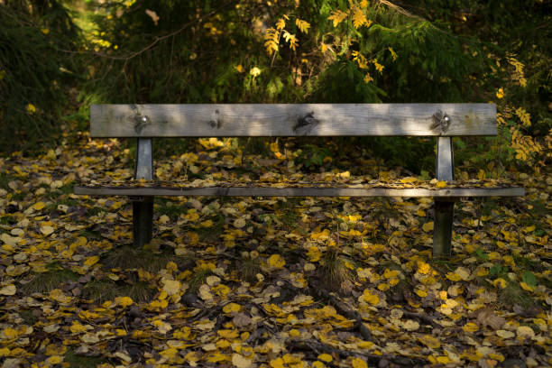 Bench and leafs in Swedish forest at autumn day. Peaceful day in the wood.