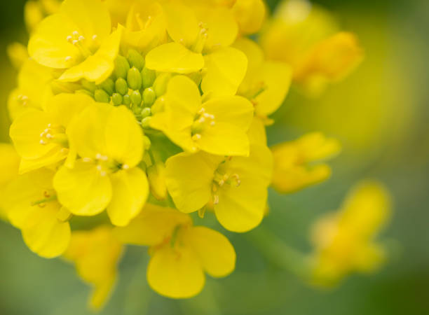 istock Extreme Close Up Of Canola Flower 2197278183