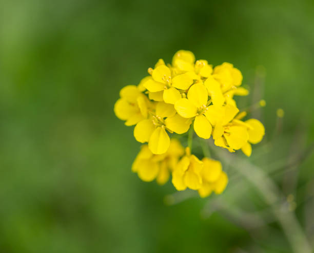 A detailed shot of a vibrant yellow flower blooming in a picturesque natural landscape filled with various grasses and flowering plants