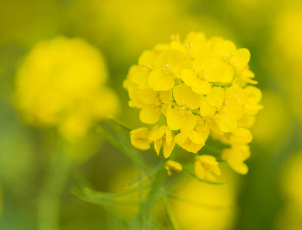 istock Close Up Of Canola Flower 2197278188