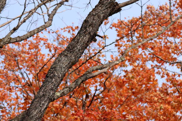 Dark brown tree trunk with color orange leaves behind it. Blue sky on the background. Taken last fall season during the peak of foliage color change.