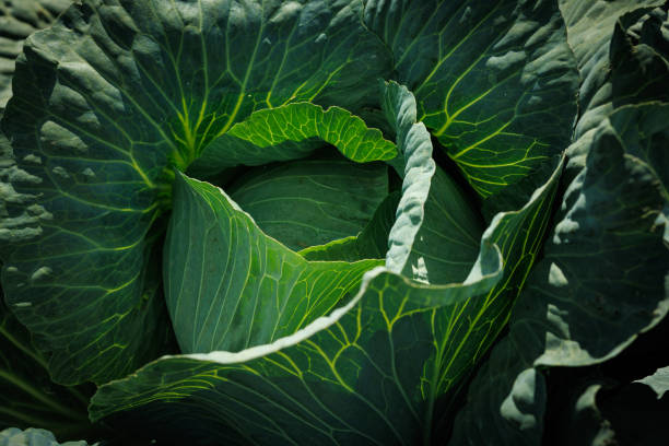 istock Large cabbage. Ripe harvest on a farm or in a greenhouse. 2197280954
