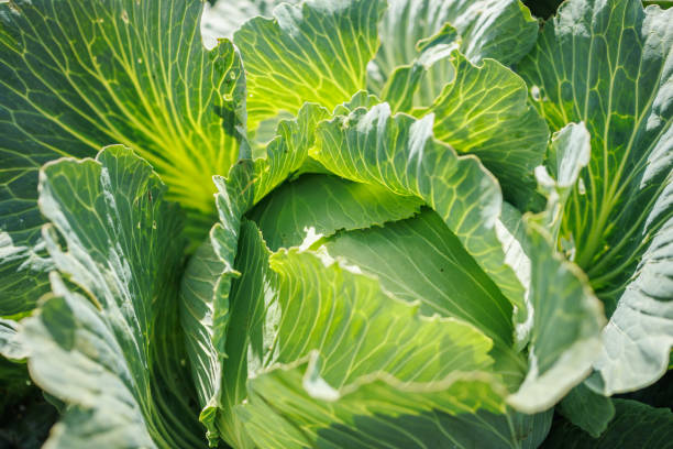 istock Large cabbage. Ripe harvest on a farm or in a greenhouse. 2197281482