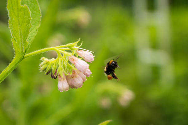 A bumblebee is suspended in midair, approaching a cluster of delicate pink flowers in a vibrant garden. The lush greenery surrounds the scene, illustrating the beauty of spring.