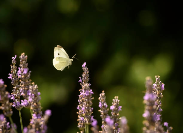 A delicate butterfly flutters among vibrant lavender blooms, showcasing its wings in the warm sunlight of a summer garden filled with life and color.