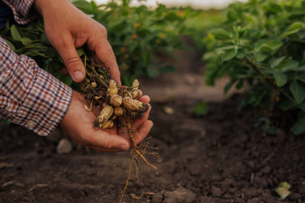 istock Farmer Holding Freshly Harvested Peanuts 2197281569