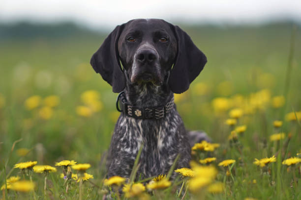A full-length wide shot of a pregnant female brown pointer sitting in the garden of a gun-dog kennels in North East England. She is looking off-frame and in the background is a hedge and trees.\n\nVideos similar to this scenario available.
