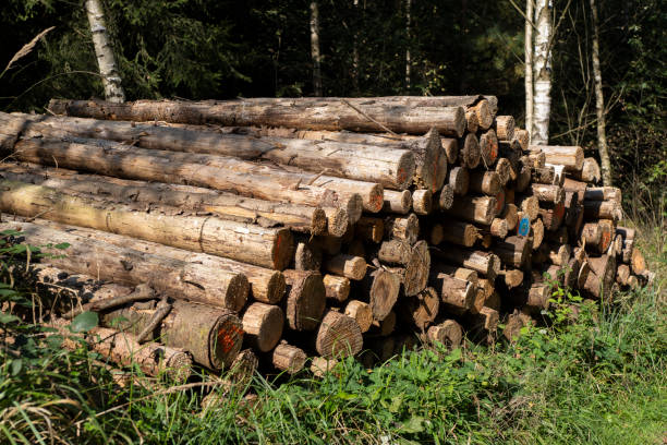 istock A stack of freshly cut tree trunks lying in the forest. Idea of environmental issues. 2197282414