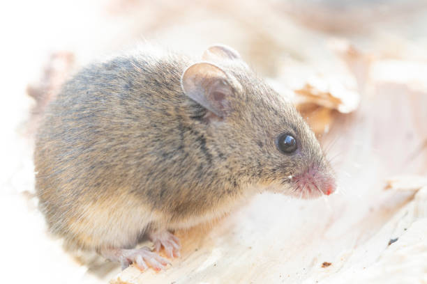 istock Apodemus sylvaticus  - Wood mice on close range, between woods. 2197283642
