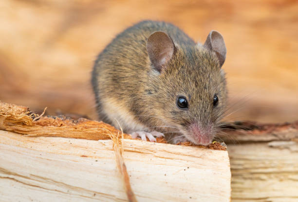 istock Apodemus sylvaticus  - Wood mice on close range, between woods. 2197283655