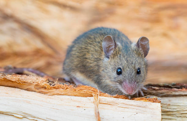 istock Apodemus sylvaticus  - Wood mice on close range, between woods. 2197283662