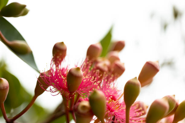 istock Closeup beuatiful pink flowers of gumtree, background with copy space 2197283775