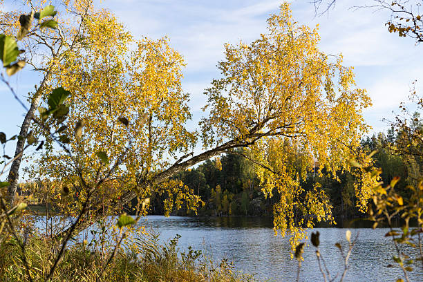 Swedish nature and landscape at autumn. Beautiful forest with trees and a lake.