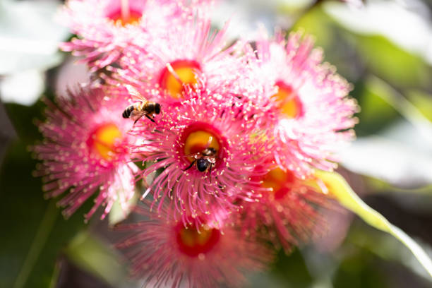 istock Closeup beuatiful pink flowers of gumtree, background with copy space 2197283955