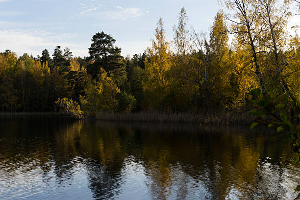 Swedish nature and landscape at autumn. Beautiful forest with trees and a lake.