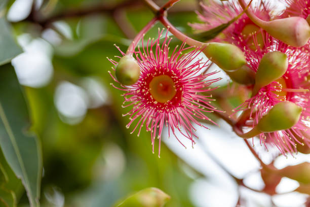 istock Closeup beuatiful pink flowers of gumtree, background with copy space 2197285644