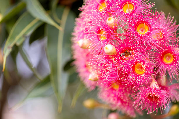 istock Closeup beuatiful pink flowers of gumtree, background with copy space 2197286240