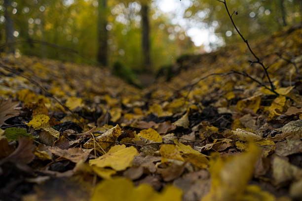 istock Swedish nature and landscape at autumn. 2197286333
