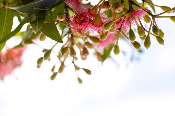 istock Closeup beuatiful pink flowers of gumtree, background with copy space 2197286356