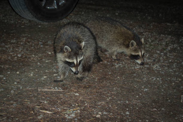 istock Raccoons saying hi 2197286472