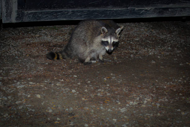 istock A raccoon saying hi 2197286479