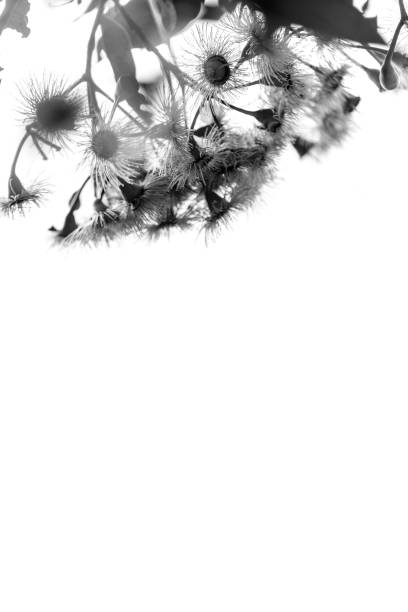Black and white dandelion flower image
