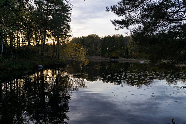 Swedish nature and landscape at autumn. Beautiful forest with trees and a lake.