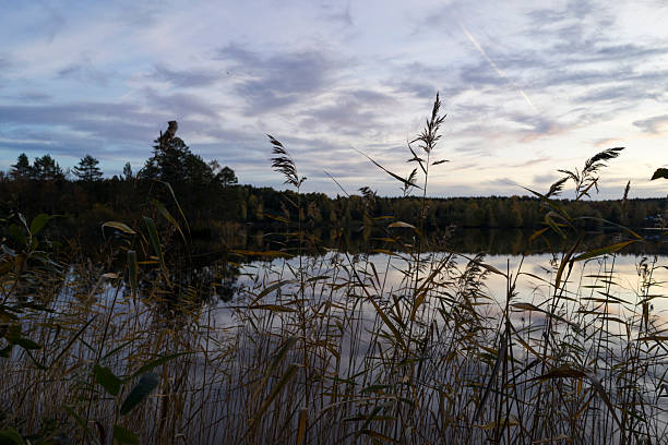 Swedish nature and landscape at autumn. Beautiful forest with trees and a lake in evening