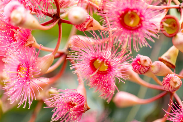 istock Closeup beuatiful pink flowers of gumtree, background with copy space 2197287151