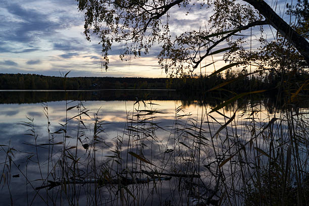 Swedish nature and landscape at autumn. Beautiful forest with trees and a lake in evening
