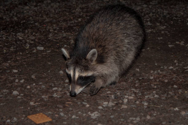 istock Raccoon sniffing out food 2197287411