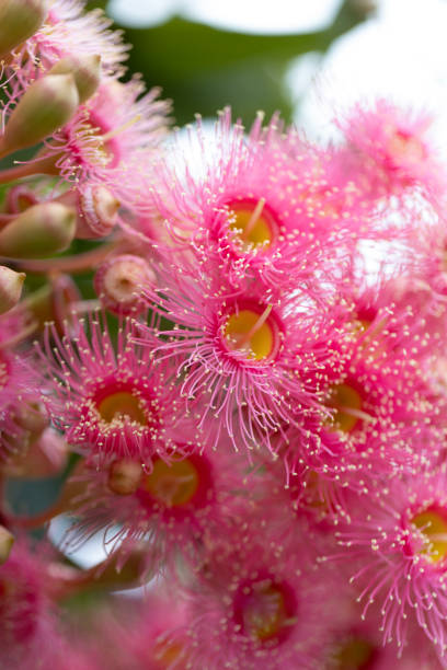 istock Closeup beuatiful pink flowers of gumtree, background with copy space 2197289687