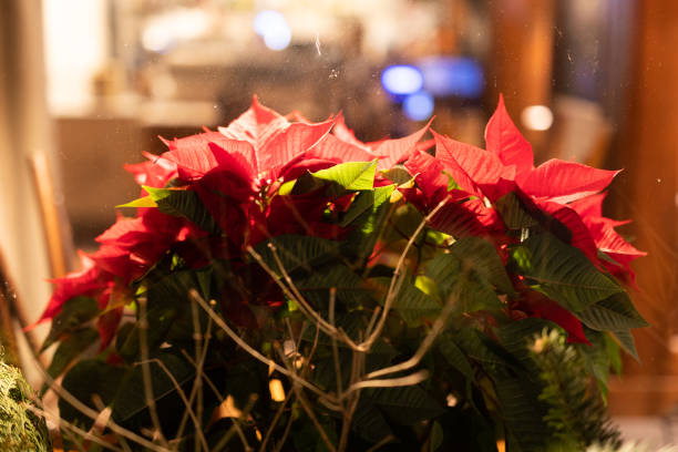 Potted plants including poinsettia stands on windowsill
