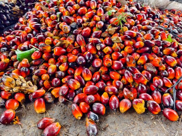 istock overripe oil palm fruit becomes brondolan 2197290111