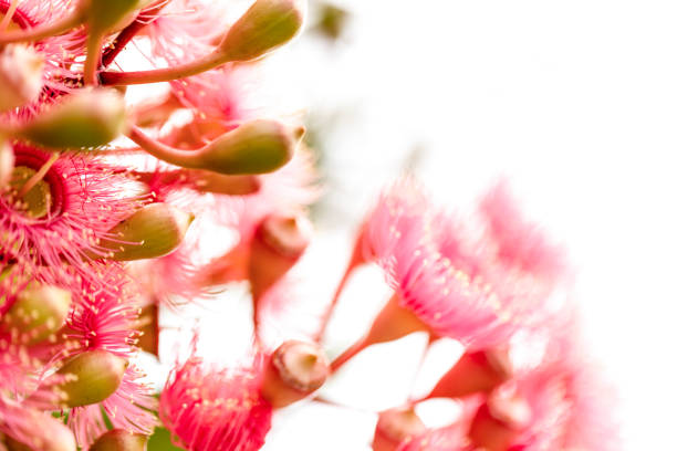 Closeup beautiful pink flowers of Gumtree, background with copy space, full frame horizontal composition
