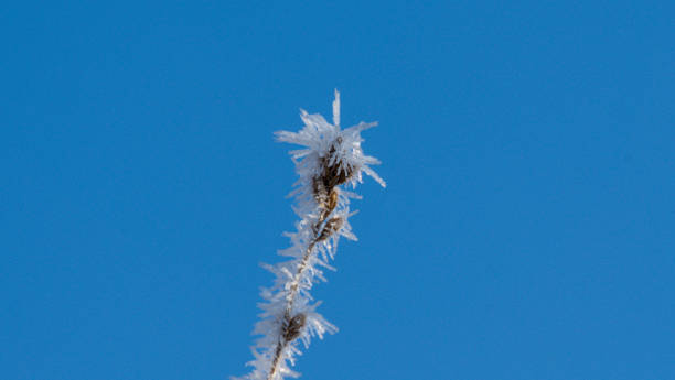 istock Frosted plant on a background of blue sky in winter, macro 2197291999