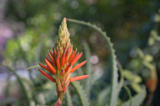 Aloe vera plant and flowers.