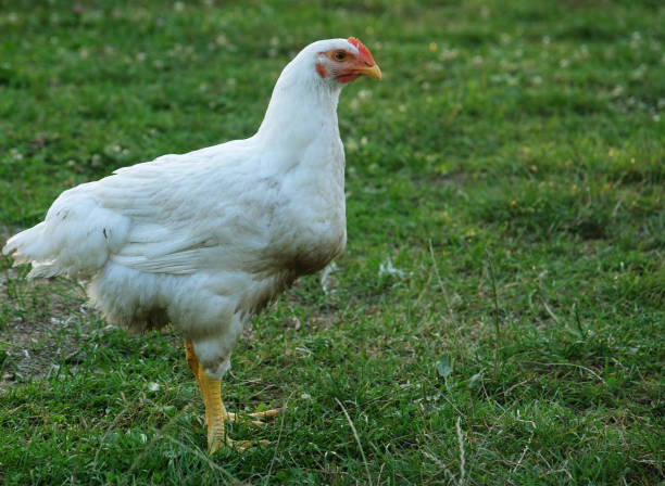 istock chicken that is walking along on the grass 2197294736