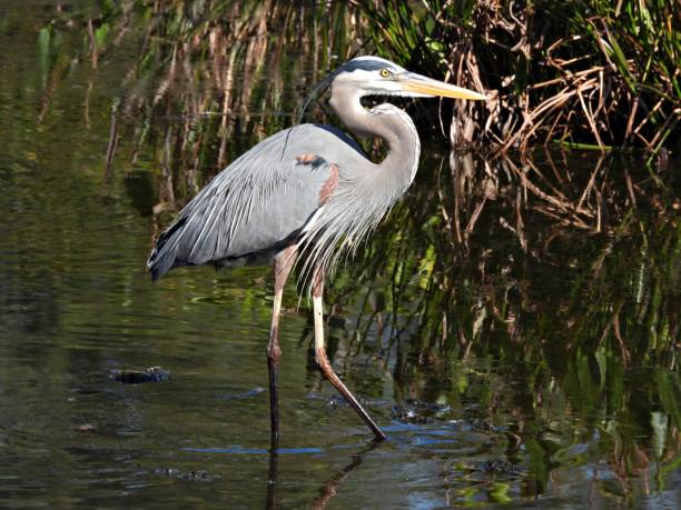istock Great Blue Heron (Ardea herodias) - foraging in the water plants 2197294753