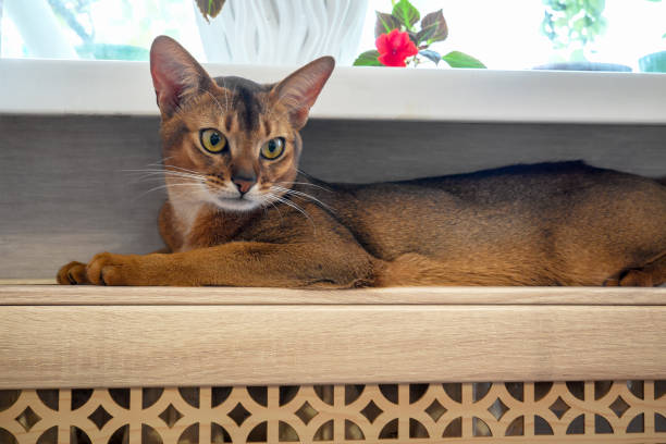 A red-haired cat lies on warm radiator during cold weather. A cat is warming itself on a radiator in a cold house. Pets