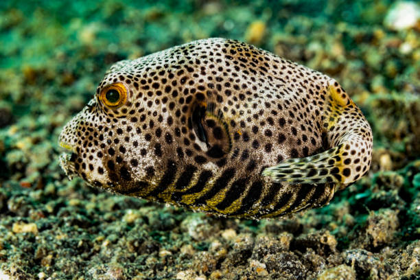 istock Juvenile Starry Puffer Arothron stellatus, Lembeh Strait, Indonesia 2197298596