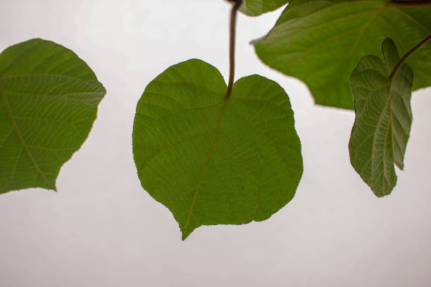 istock the form of kiwi tree leaves 2197298936